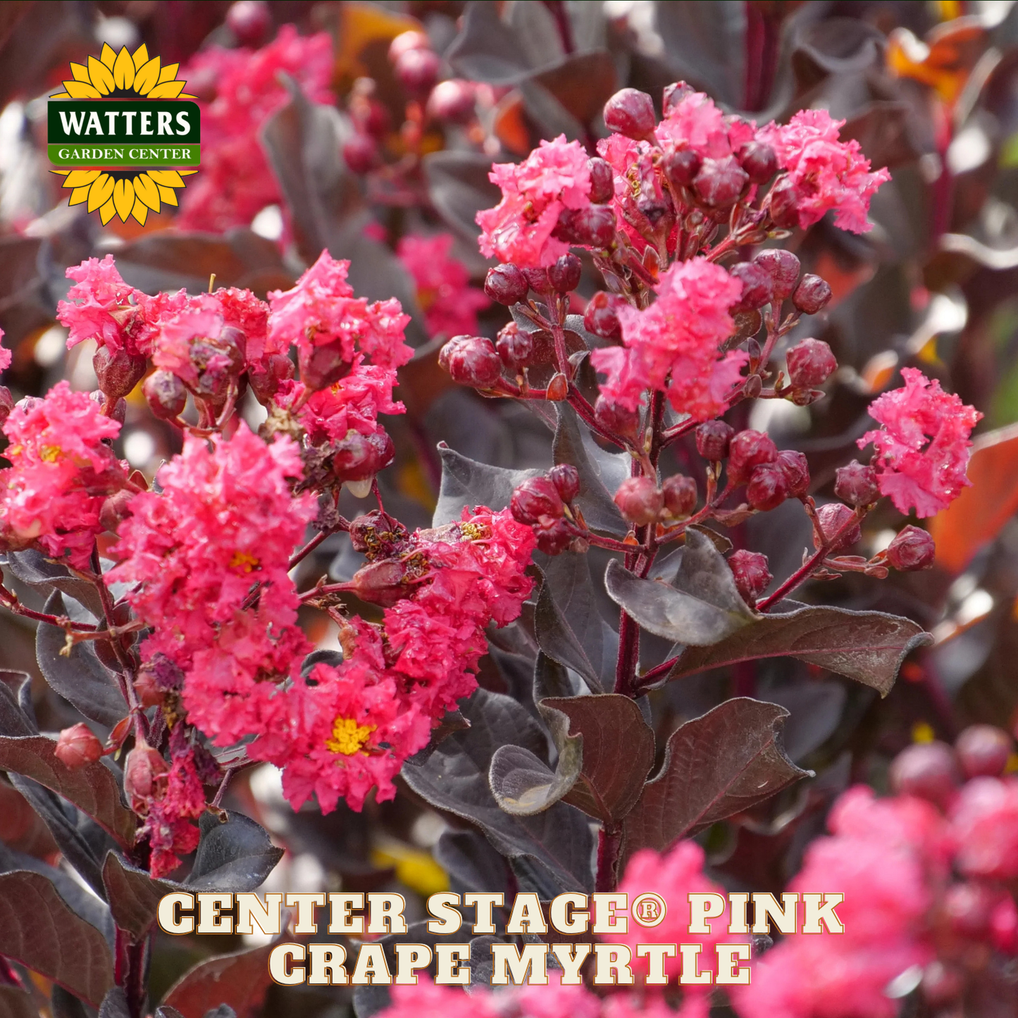 Pink Crapemyrtle flowers with Watters Garden Center branding.