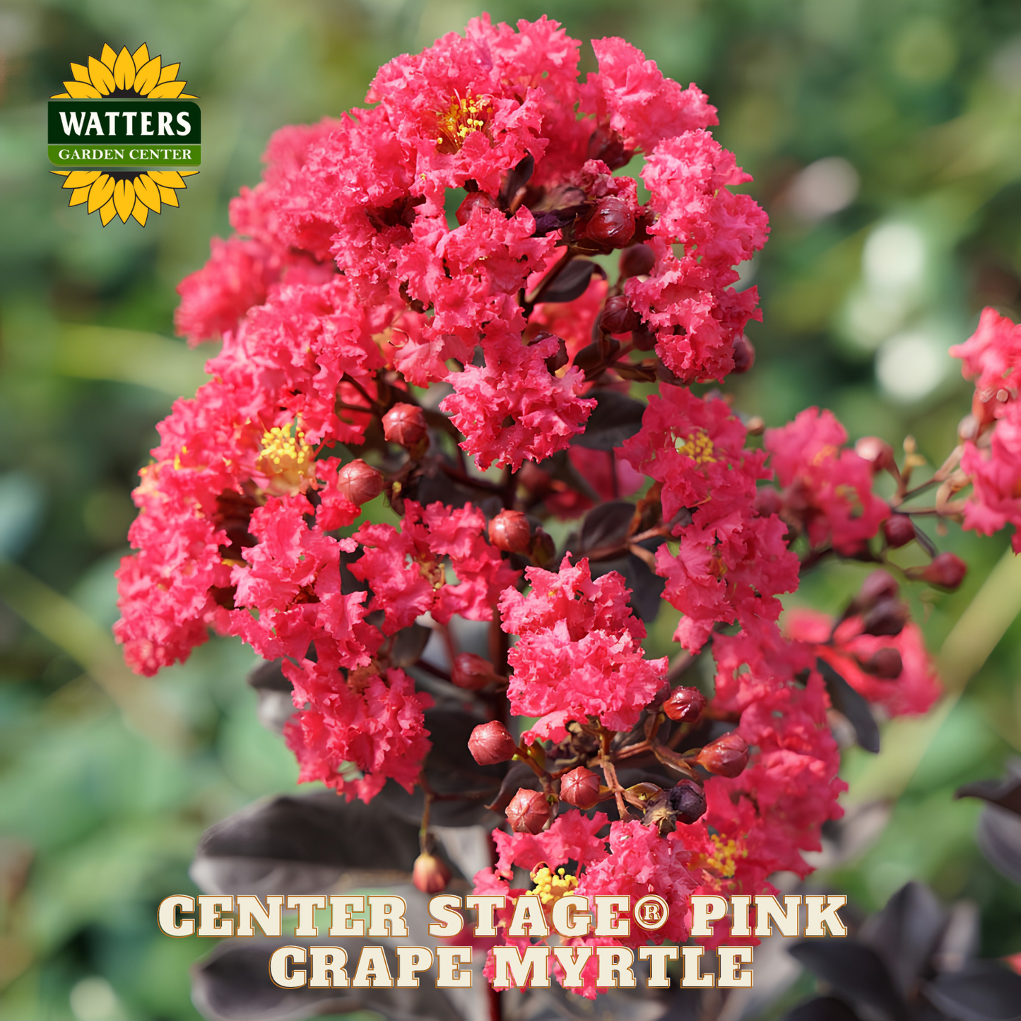 Pink Crapemyrtle flower with Watters Garden Center logo