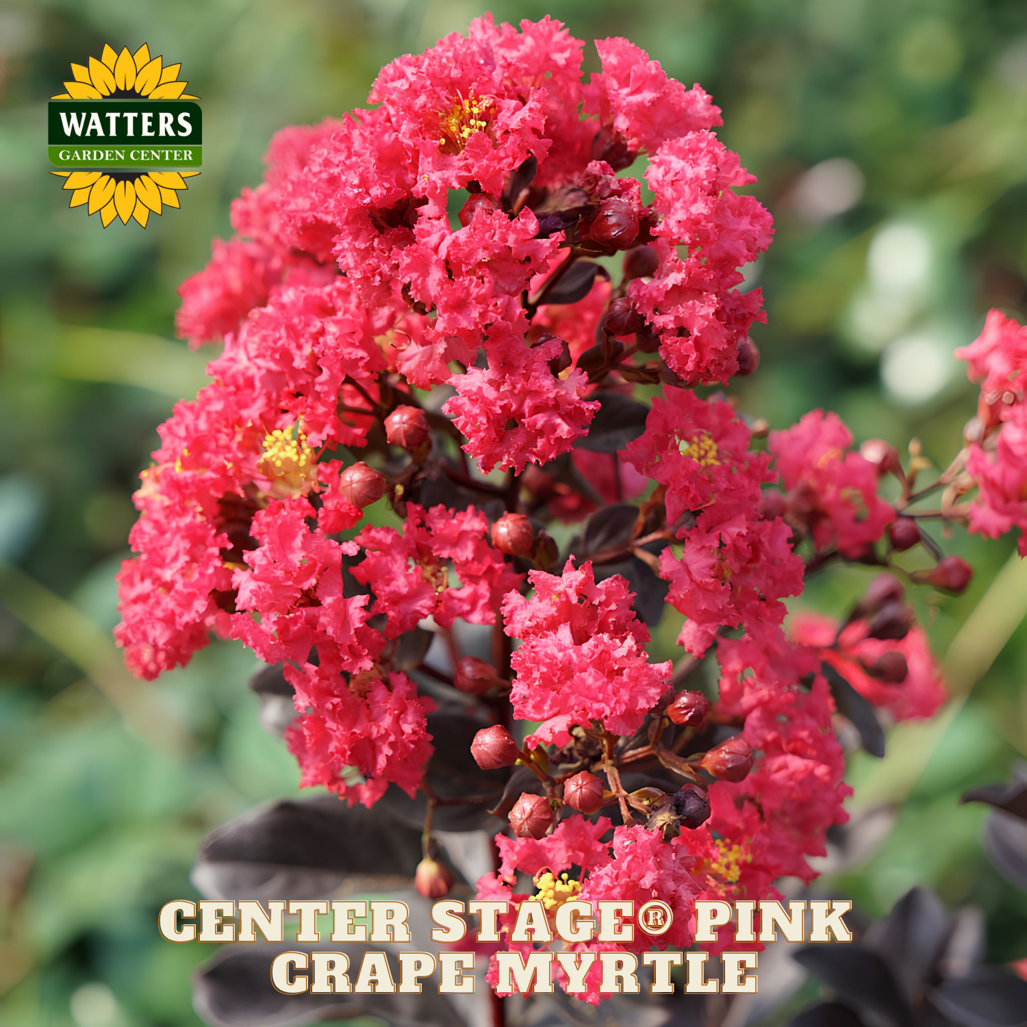 Pink Crapemyrtle flower with Watters Garden Center logo