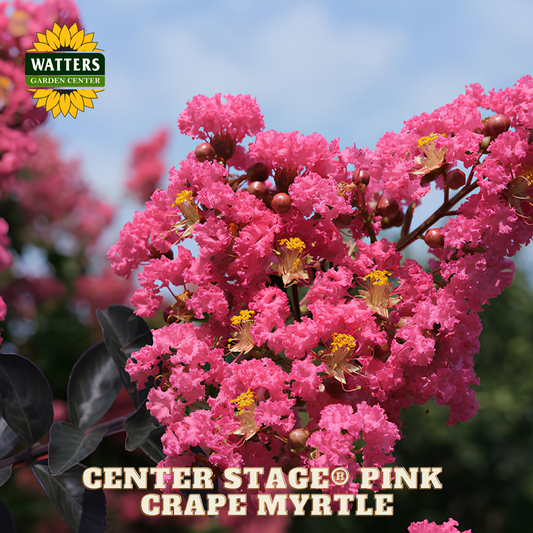 Pink crape myrtle flowers with Watters Garden Center logo and text.