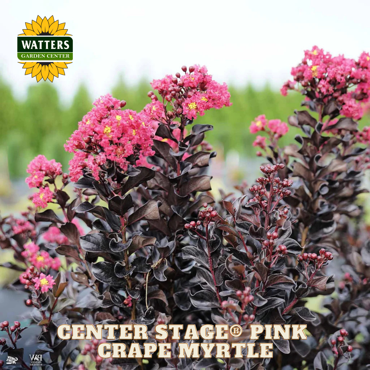 Pink grape myrtle plant with Watters Garden Center branding.