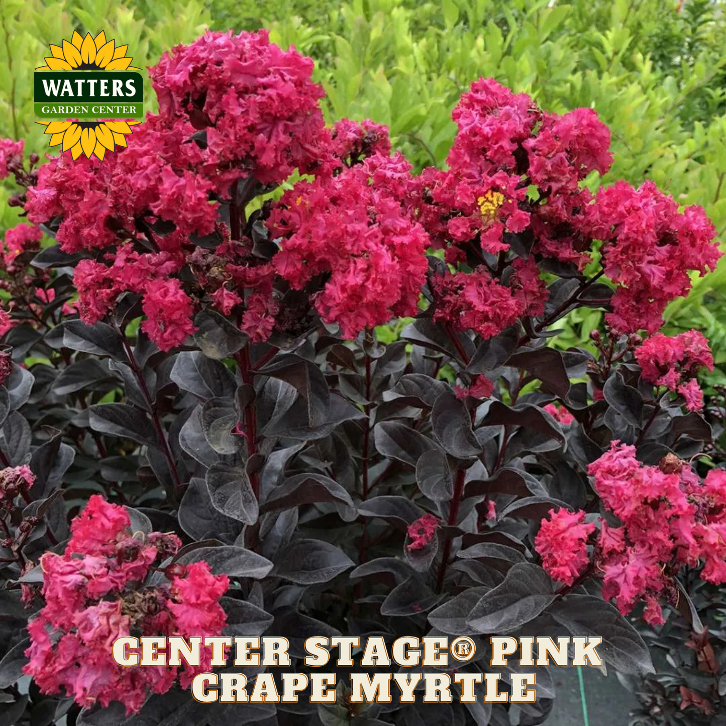 Pink grape myrtle plant with dark green leaves and vibrant pink flowers, branded with Watters Garden Center.