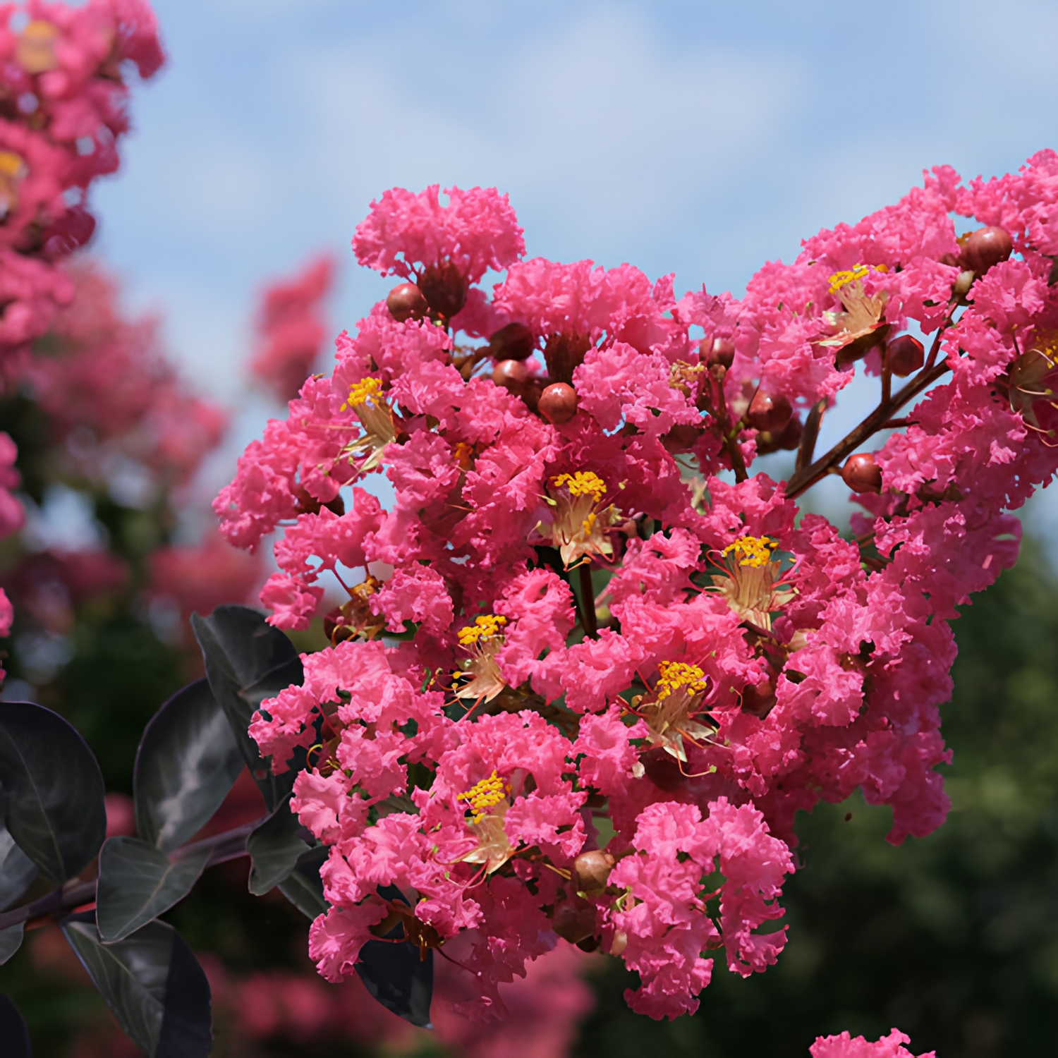 Close-up of pink flowers with a blurred natural background