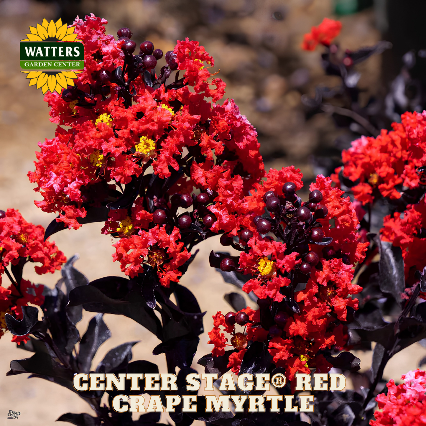 Redrape myrtle with Watters Garden Center branding on a blurred garden background