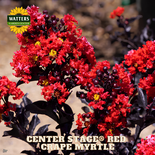 Redrape myrtle with Watters Garden Center branding on a blurred garden background