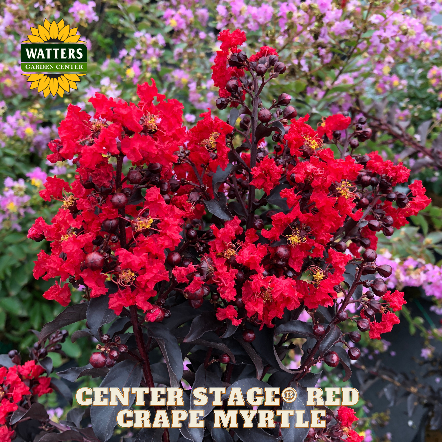 Redrape myrtle with Watters Garden Center branding