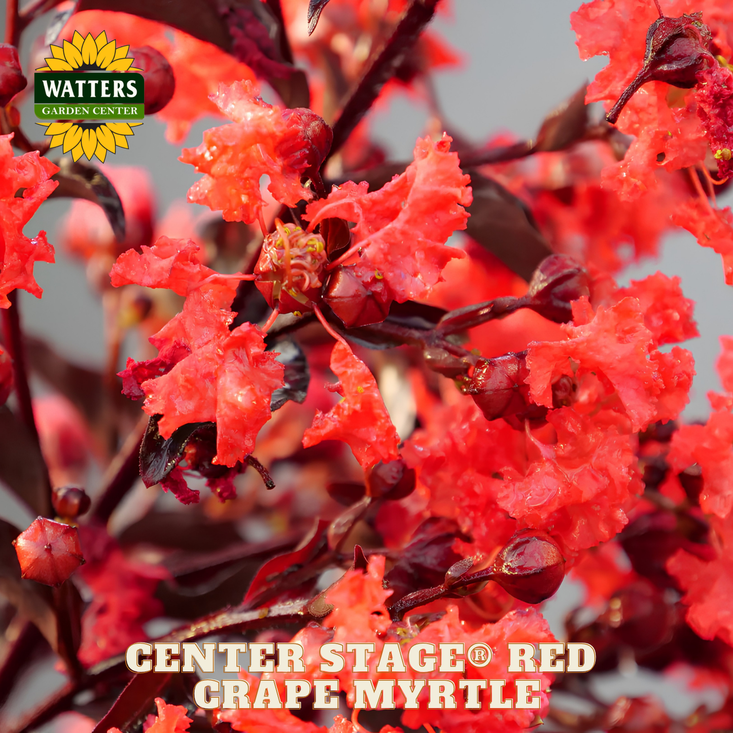 Red grape myrtle with Watters Garden Center logo and product name.