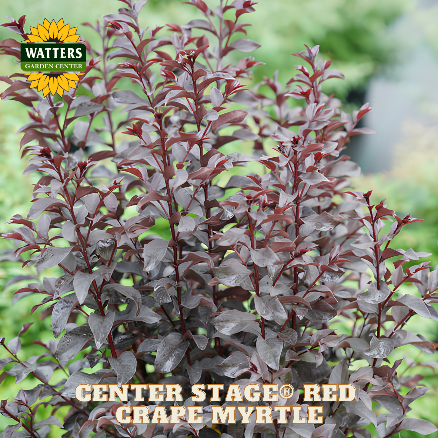 Coral Crape Myrtle plant with Watters Garden Center branding.