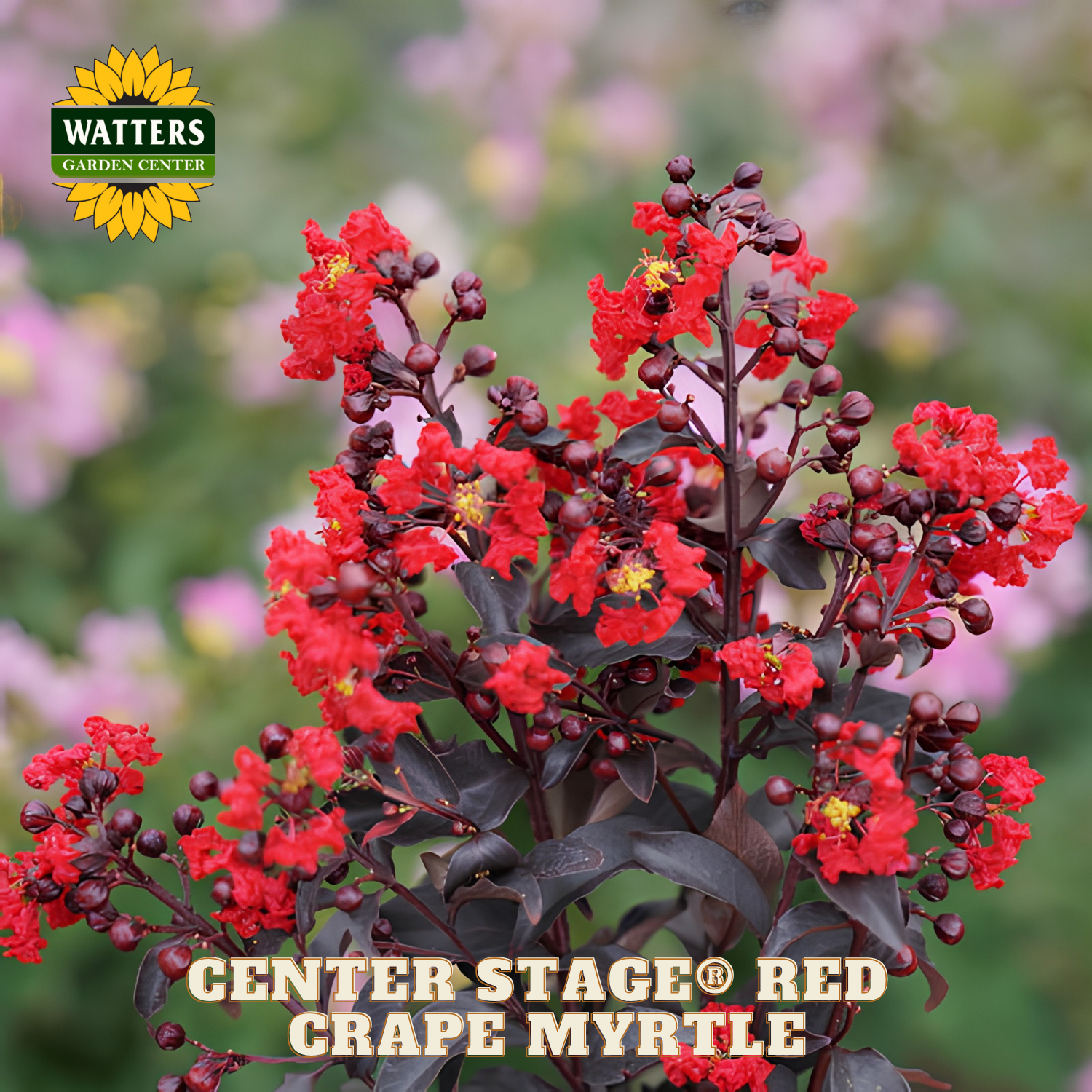 Redrape myrtle with Watters Garden Center branding