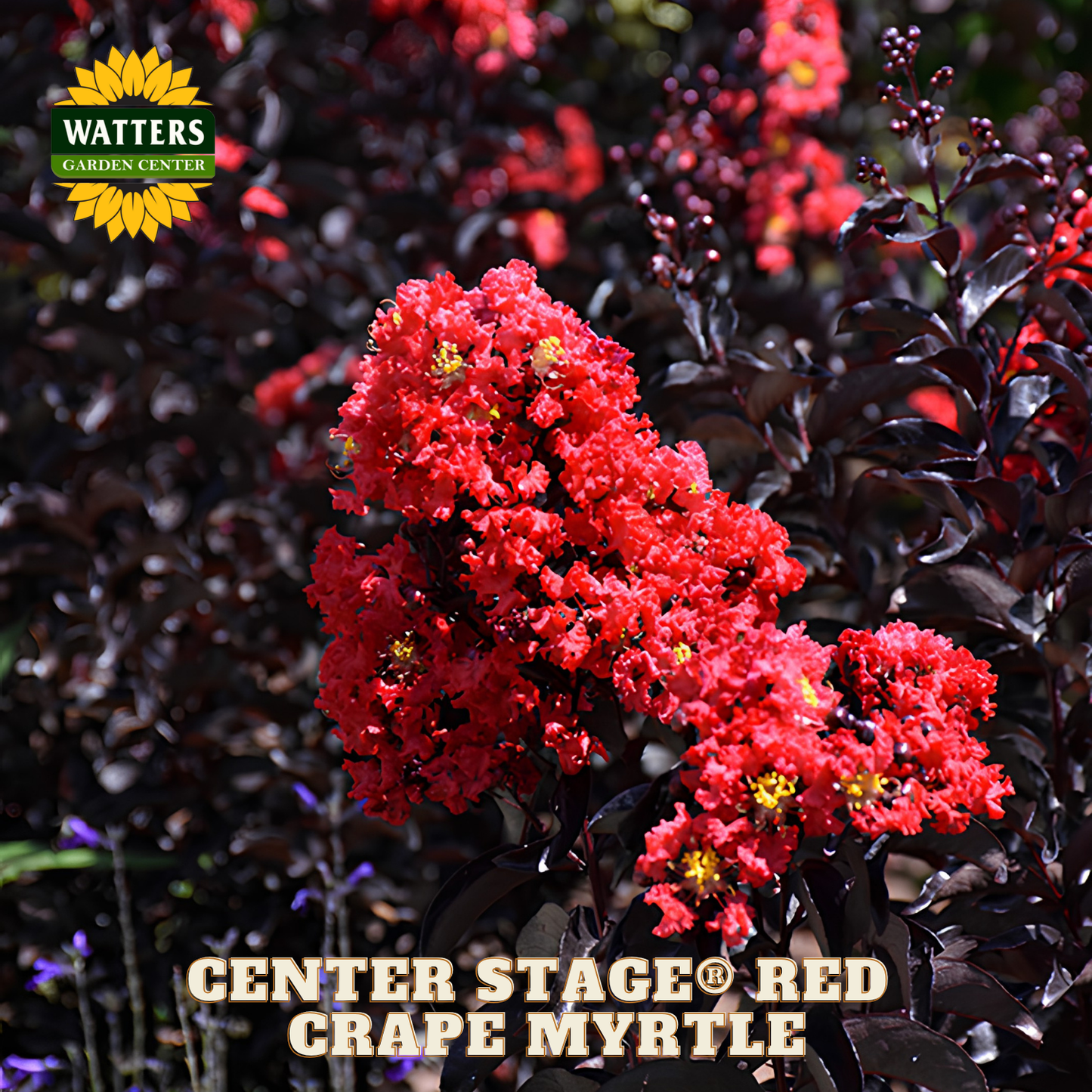 Red grape myrtle plant with Watters Garden Center branding