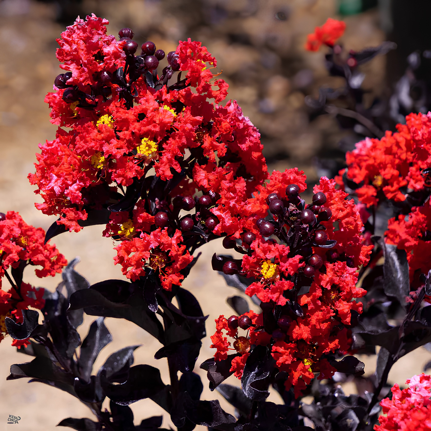 Close-up of vibrant red flowers with dark green leaves on a blurred natural background
