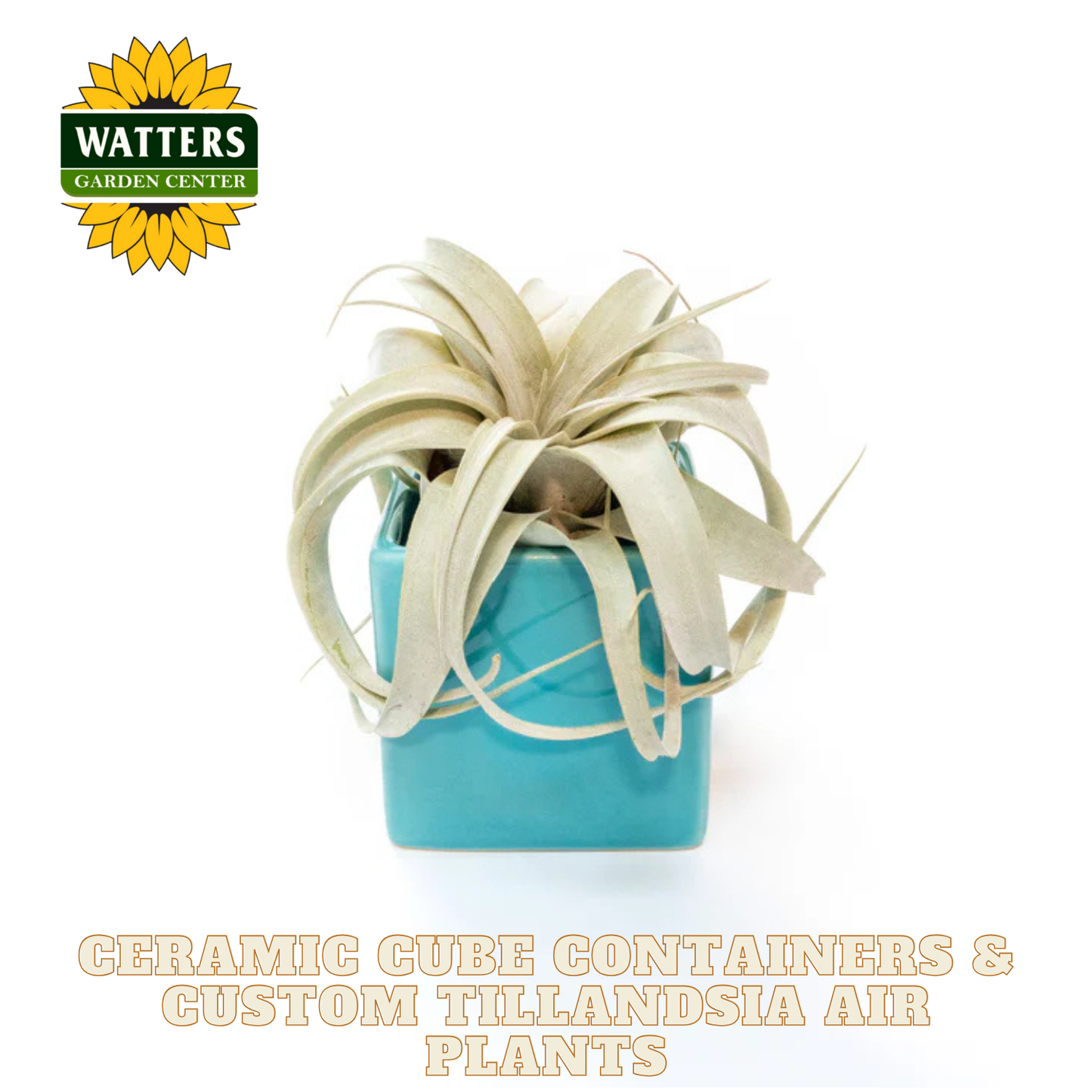Turquoise ceramic cube container with Tillandsia air plant on a white background, featuring Watters Garden Center logo.