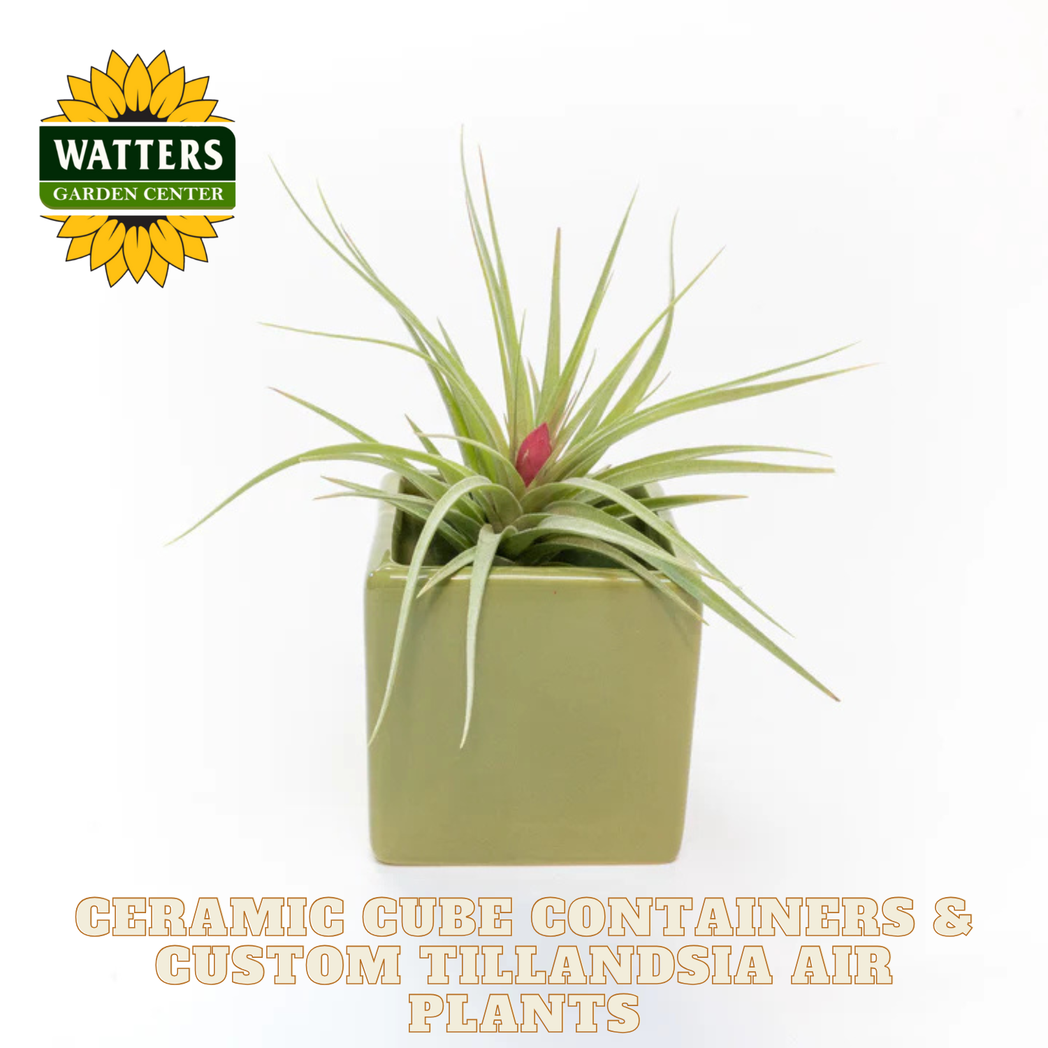 air plants in containers Set of 3 Ceramic Cube Containers with Custom Tillandsia Air Plants / Avocado Green + Sky Blue + Naranja Orange