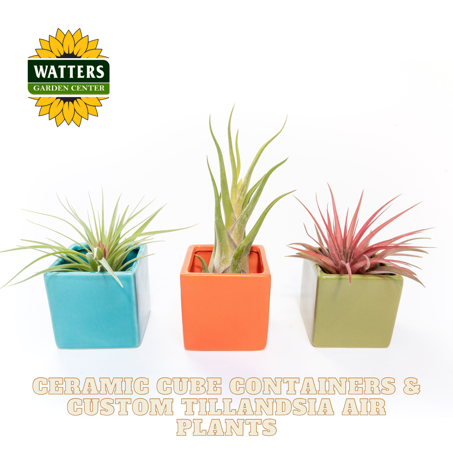 Three air plants in colorful ceramic containers with Watters Garden Center logo.