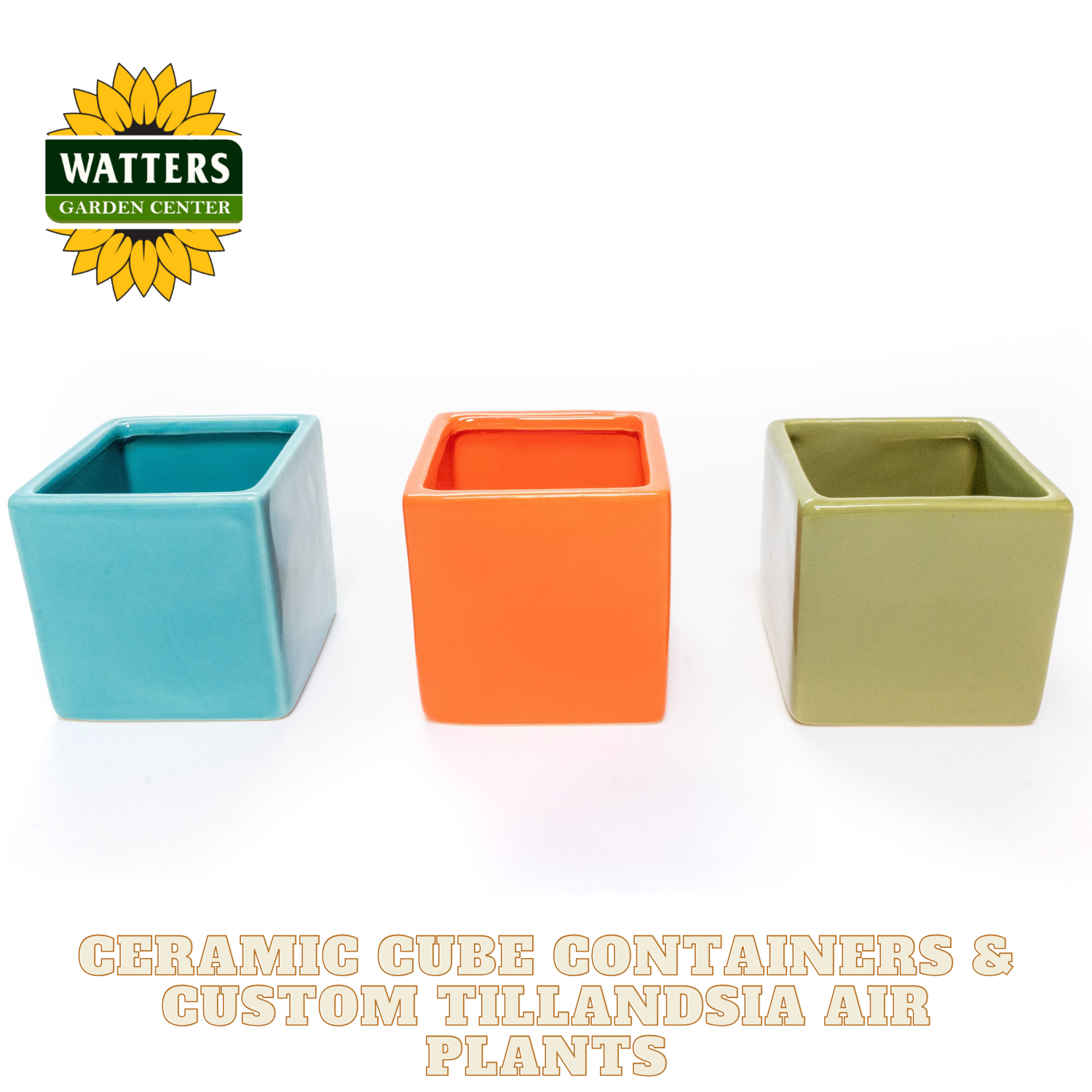 Three colorful ceramic cube planters with Watters Garden Center logo and text about Tillandsia air plants.