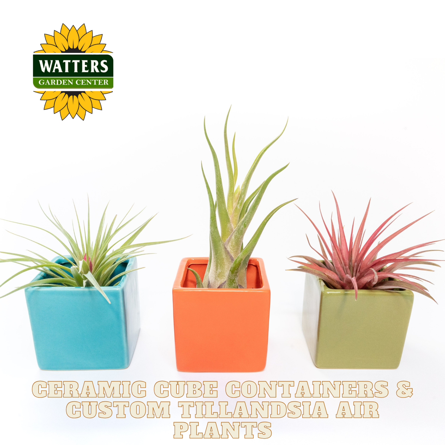 Three potted Tillandsia air plants in colorful ceramic containers with Watters Garden Center logo.