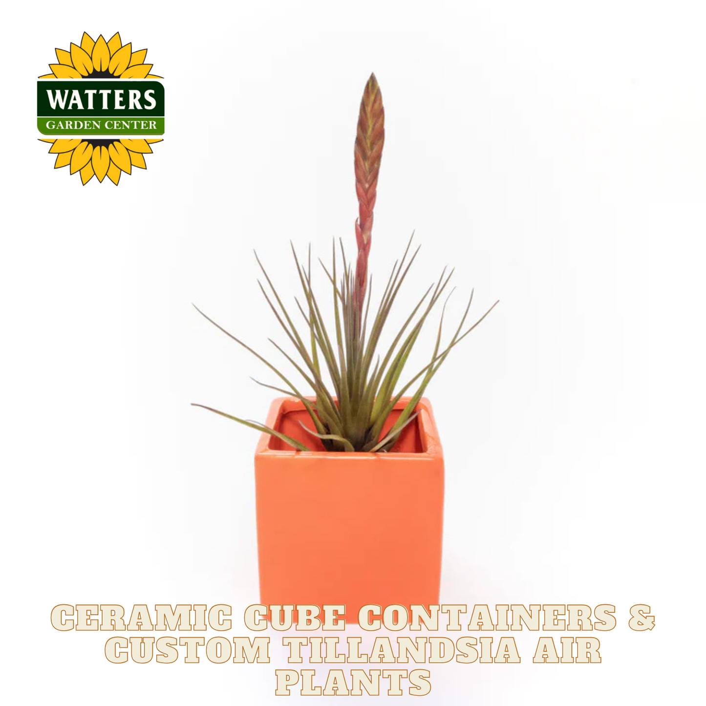 Potted Tillandsia plant in an orange ceramic container with Watters Garden Center logo.