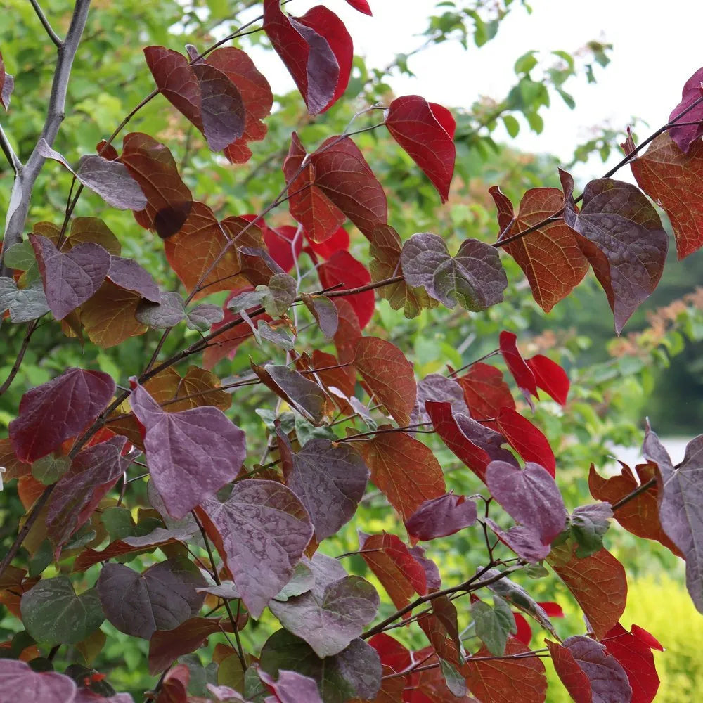 MIDNIGHT EXPRESS REDBUD TREE 10gal