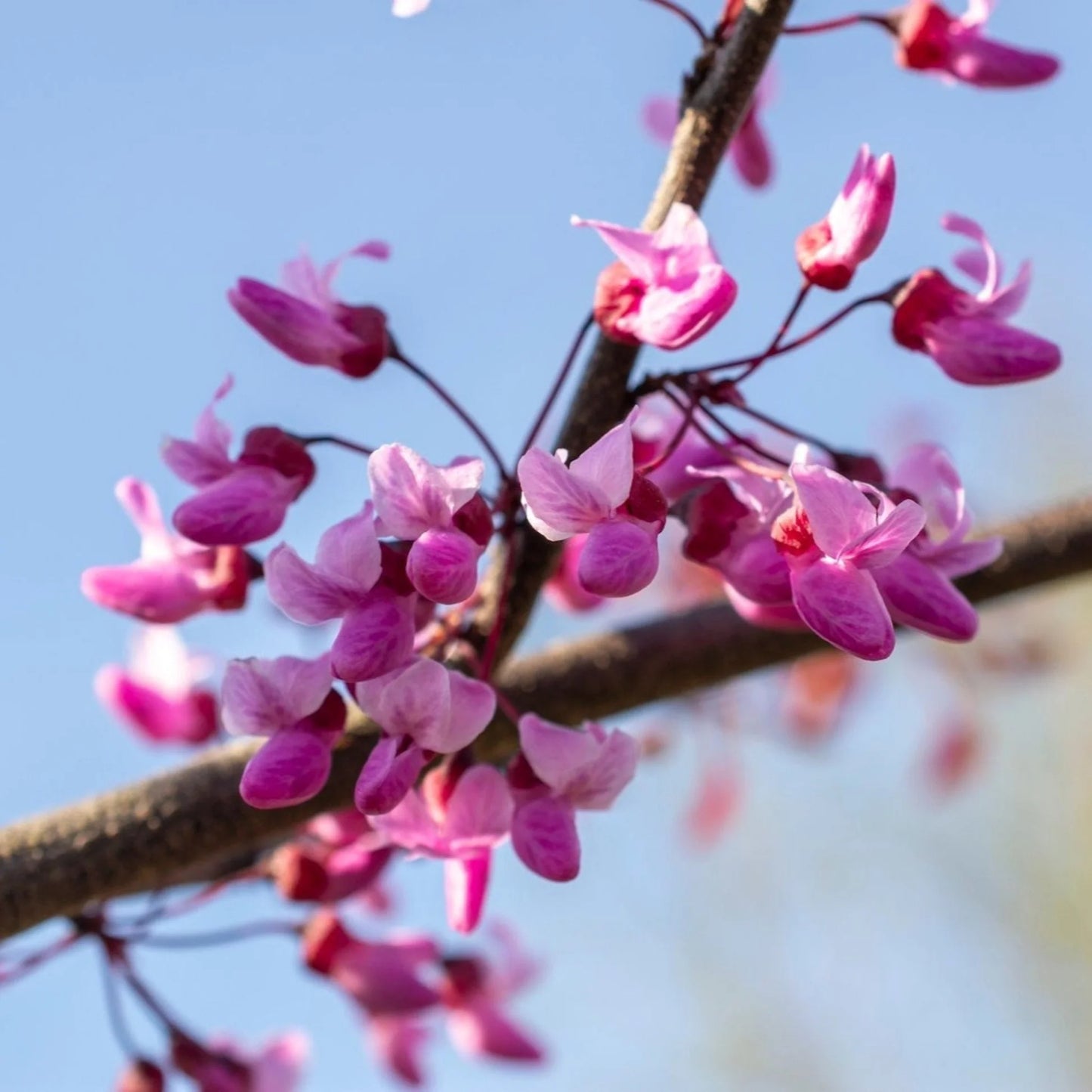 FLAME THROWER REDBUD TREE 5gal
