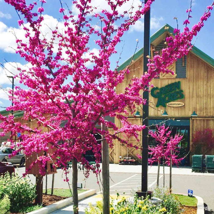 OKLAHOMA REDBUD TREE 10gal