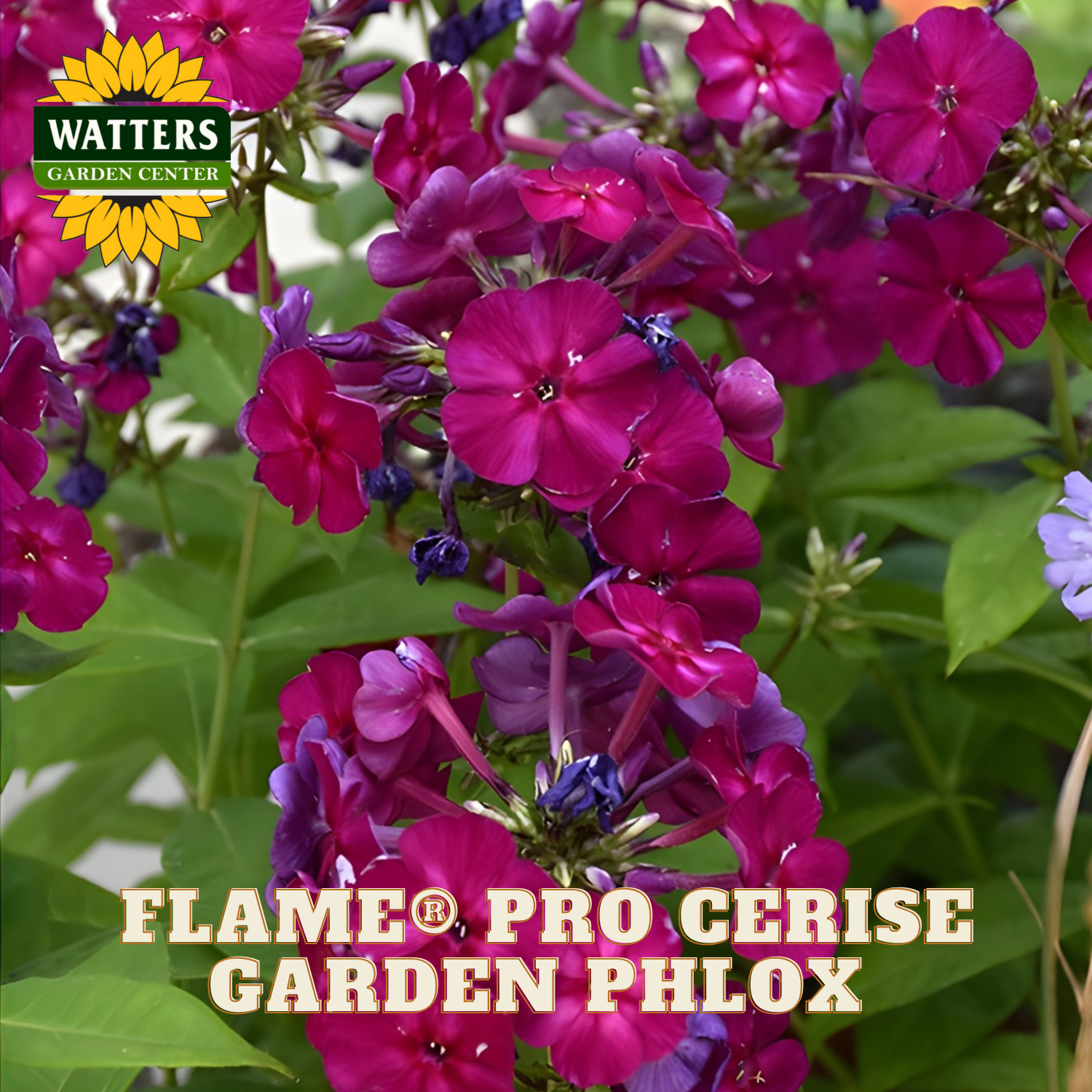 FLAME PRO CERISE GARDEN PHLOX 1gal – Watters Garden Center