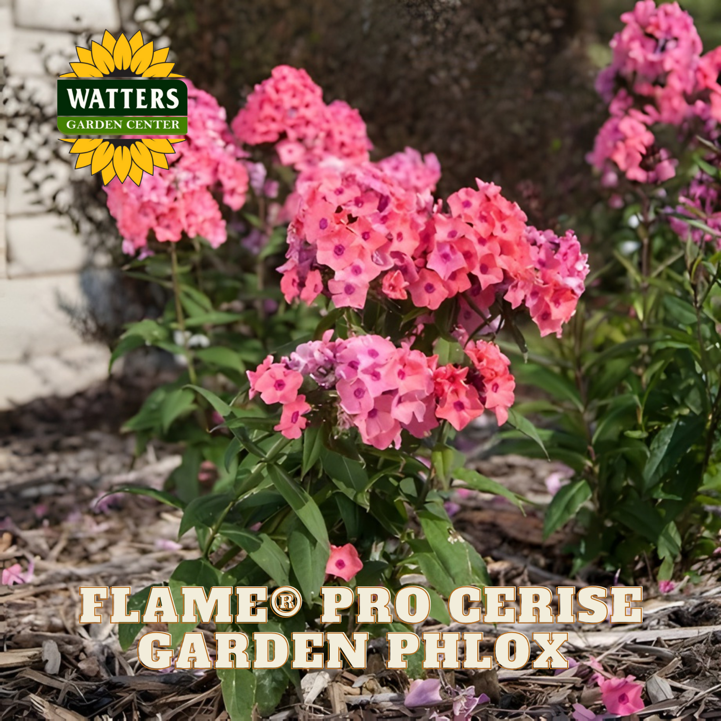 Pink garden phlox with Watters Garden Center logo and product name text.