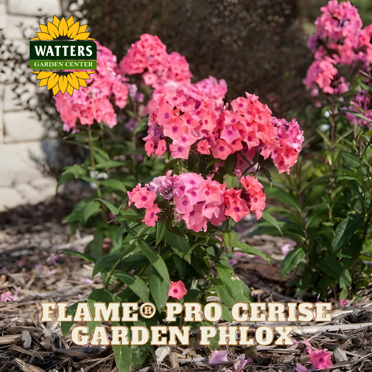 Pink garden phlox with Watters Garden Center logo and product name text.