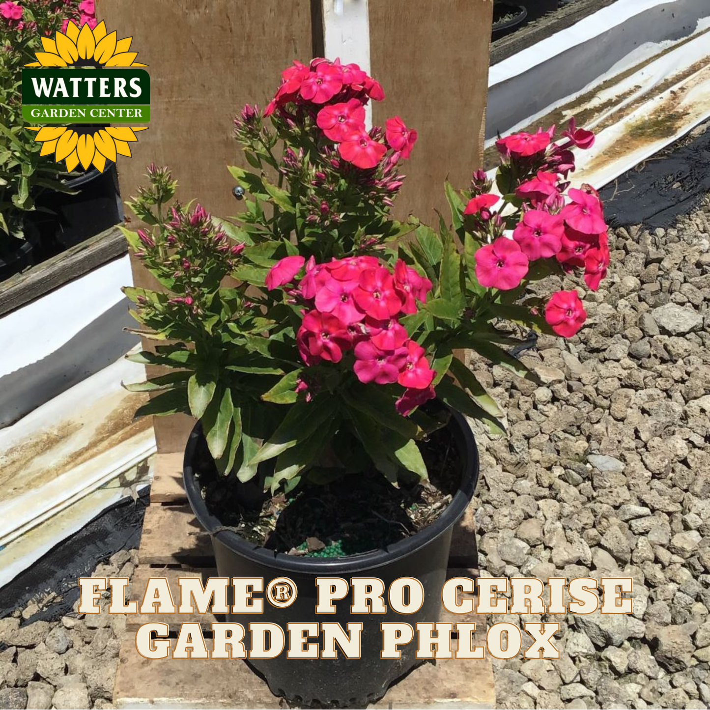 Potted garden phlox with pink flowers on a gravel surface, branded with Watters Garden Center.