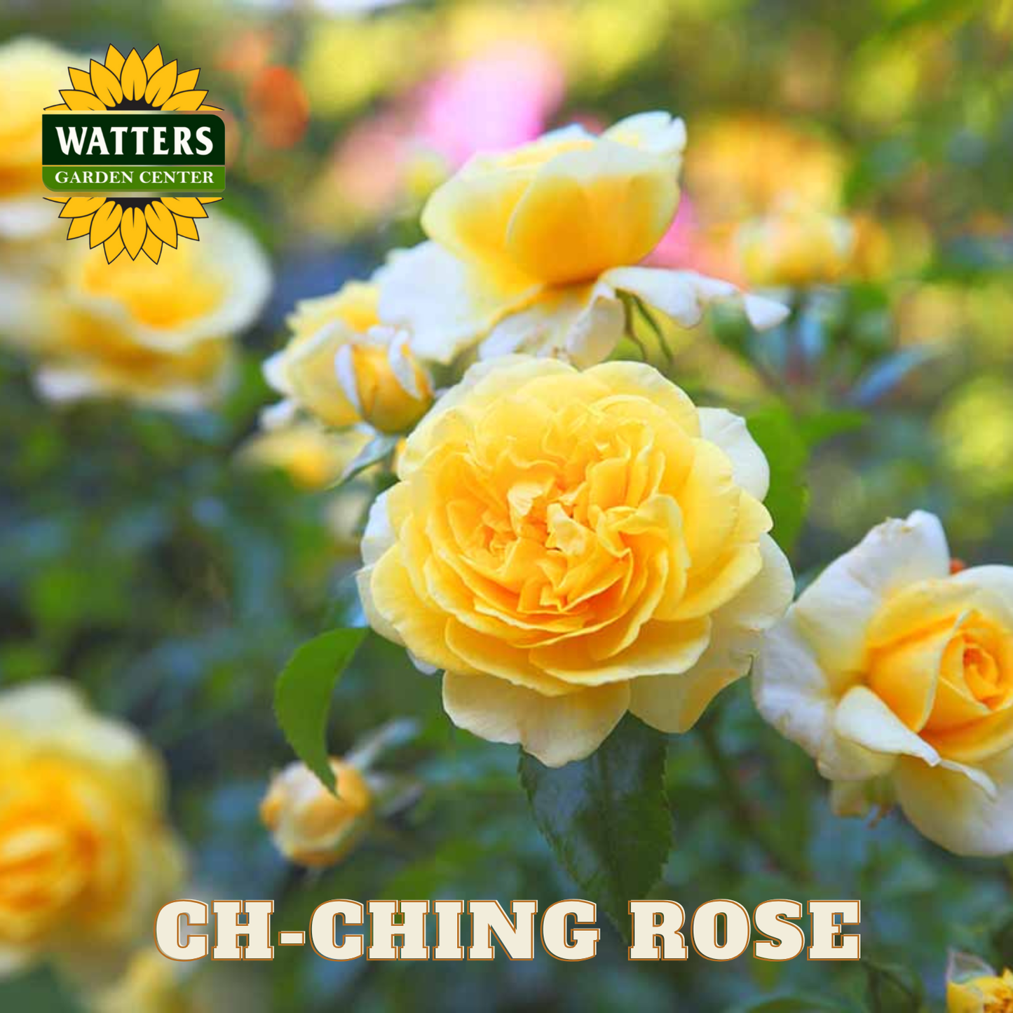 Yellow roses with Watters Garden Center logo and 'Ch-Ching Rose' text.