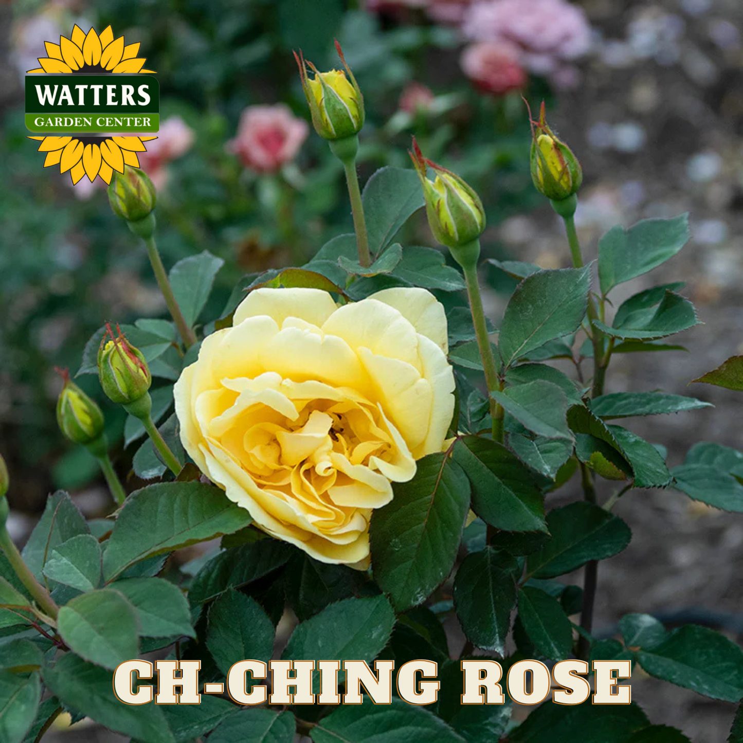 Yellow rose with green leaves and buds, labeled 'Ch-Ching Rose' and 'Watters Garden Center'.