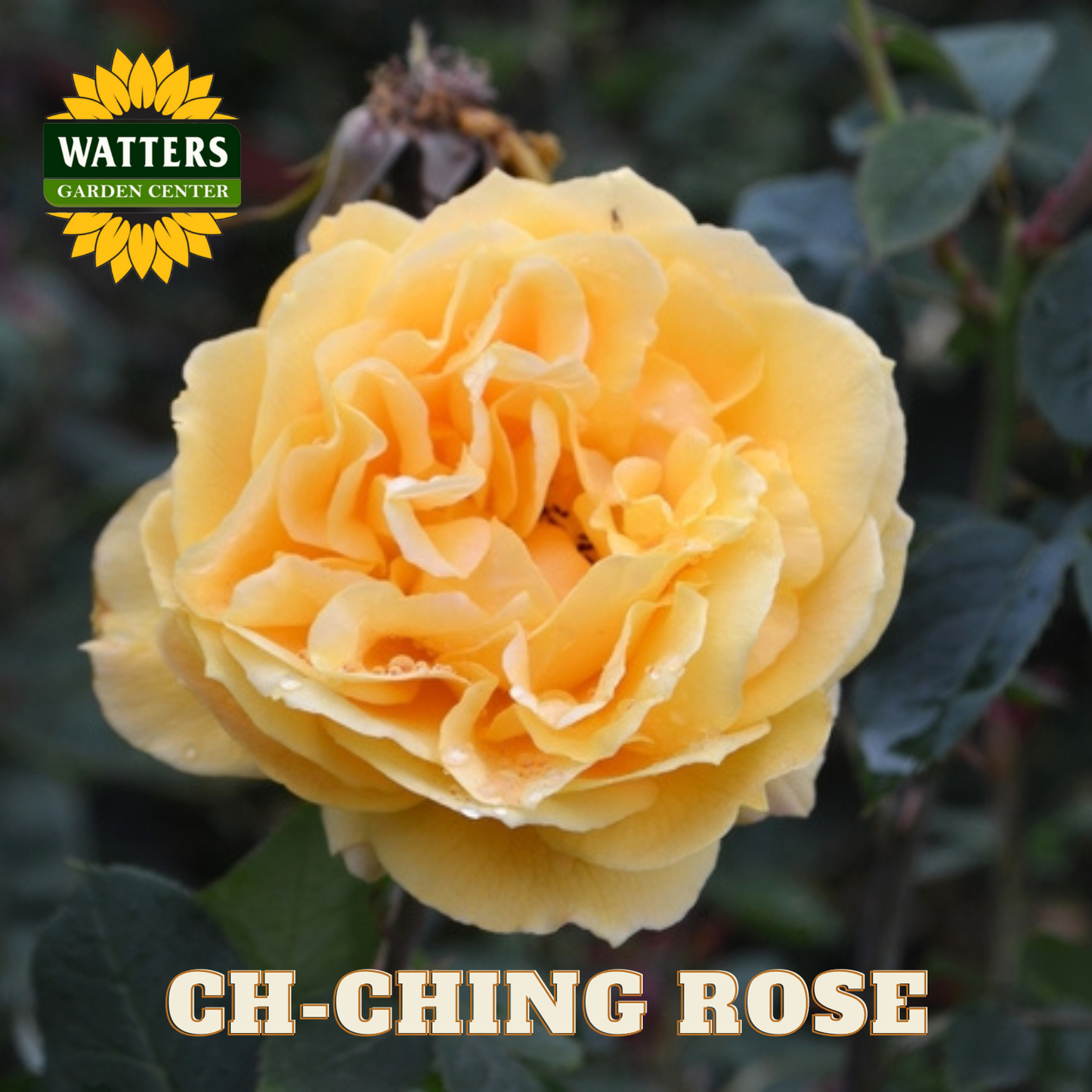 Yellow rose with 'Watters Garden Center' logo and 'Ch-Ching Rose' text.
