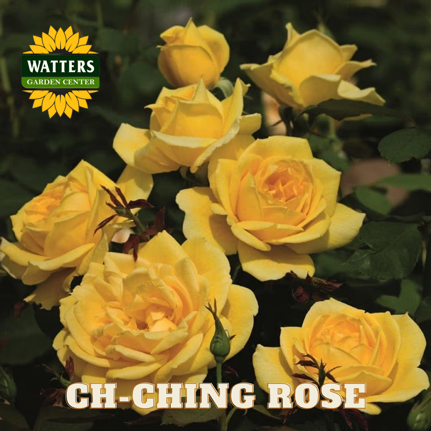 Yellow roses with Watters Garden Center logo and 'Ch-Ching Rose' text.
