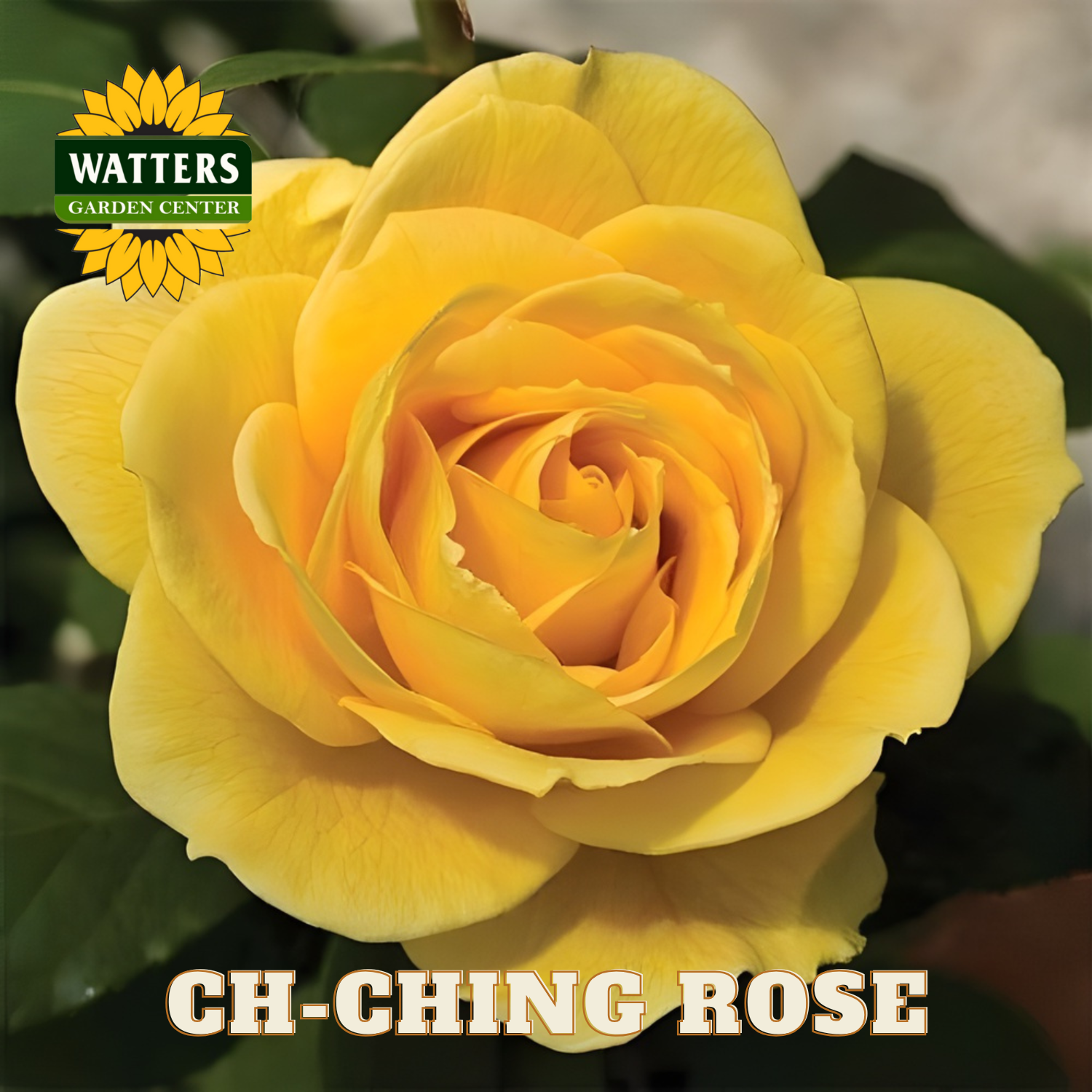 Yellow rose with Watters Garden Center logo and 'Ch-Ching Rose' text.