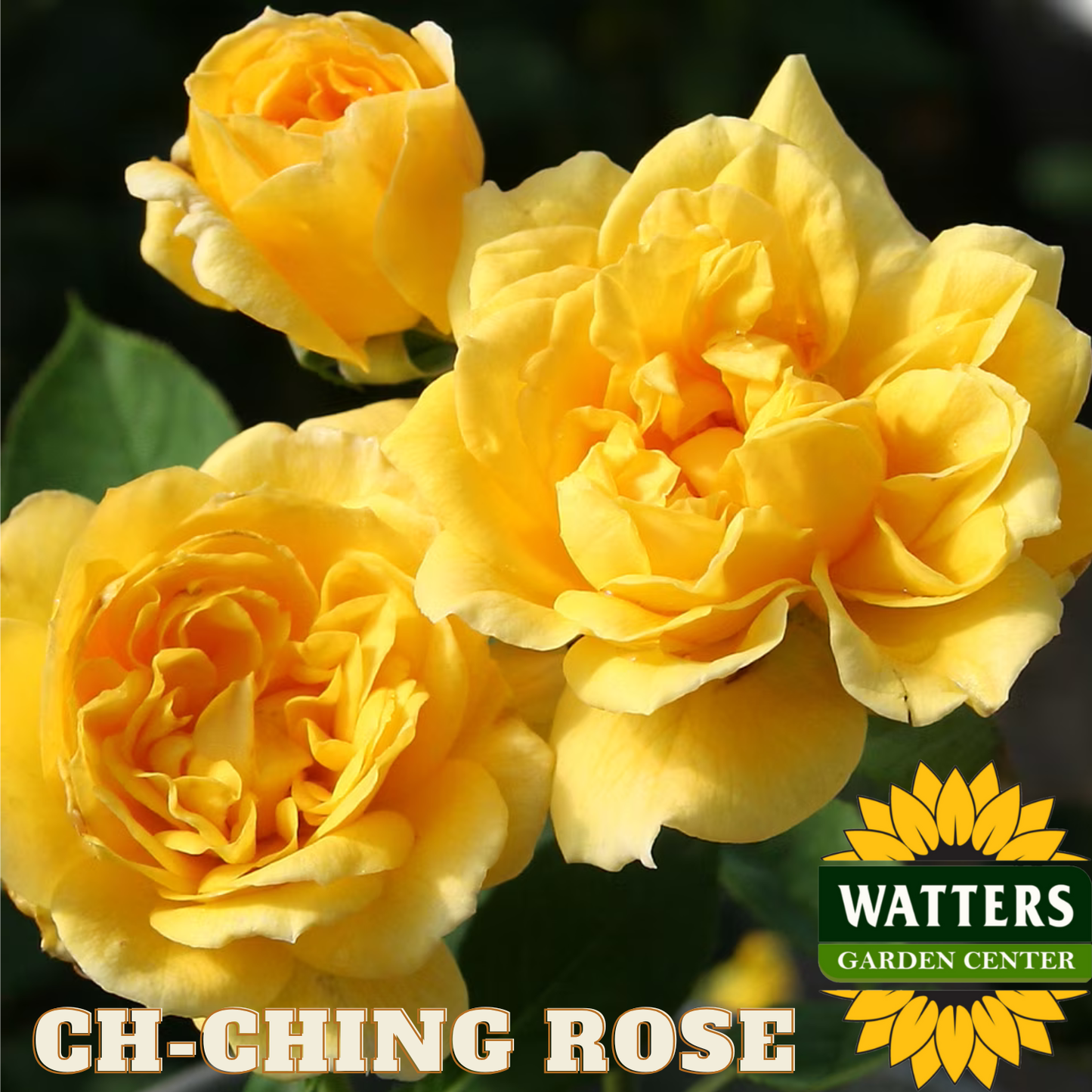 Three yellow roses with 'Watters Garden Center' logo in the corner.