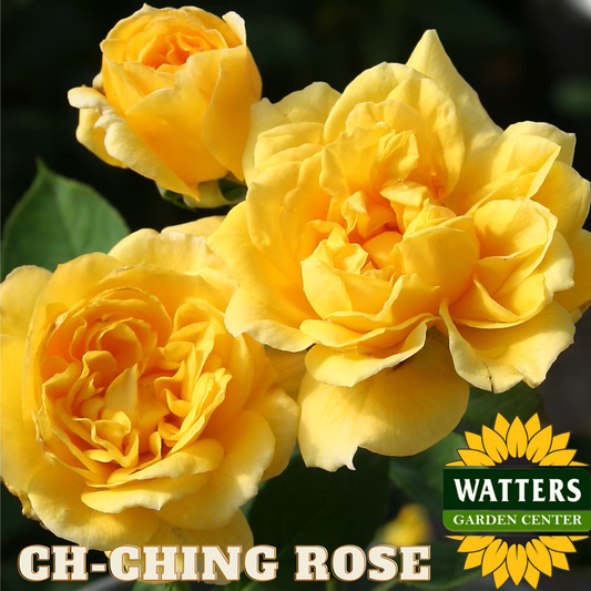 Three yellow roses with 'Watters Garden Center' logo in the corner.