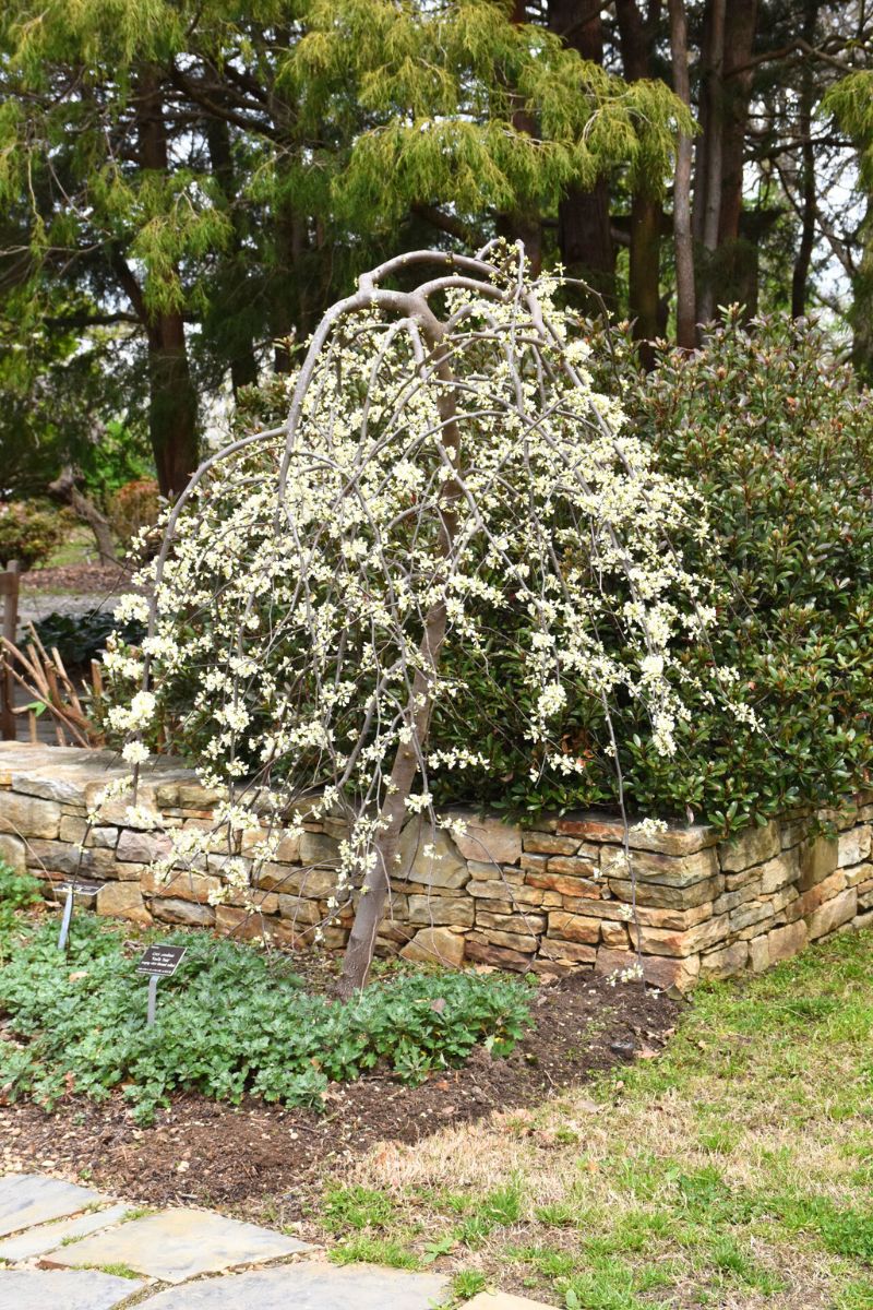 VANILLA TWIST WEEPING REDBUD TREE 5gal