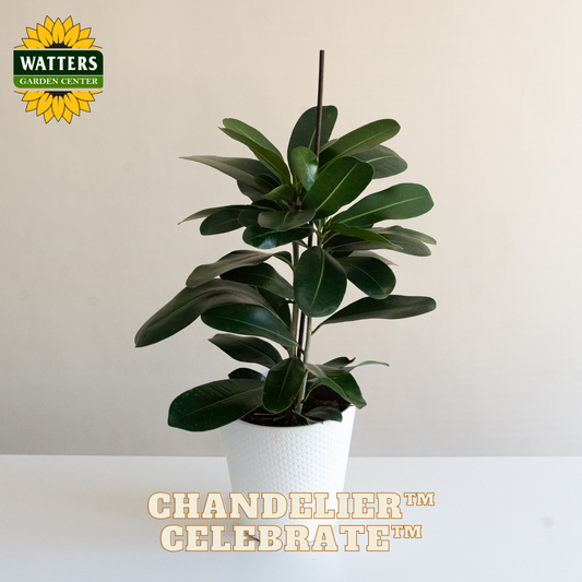 Potted plant with 'Watters Garden Center' logo and 'Chandelier Celebrate' text on a plain background