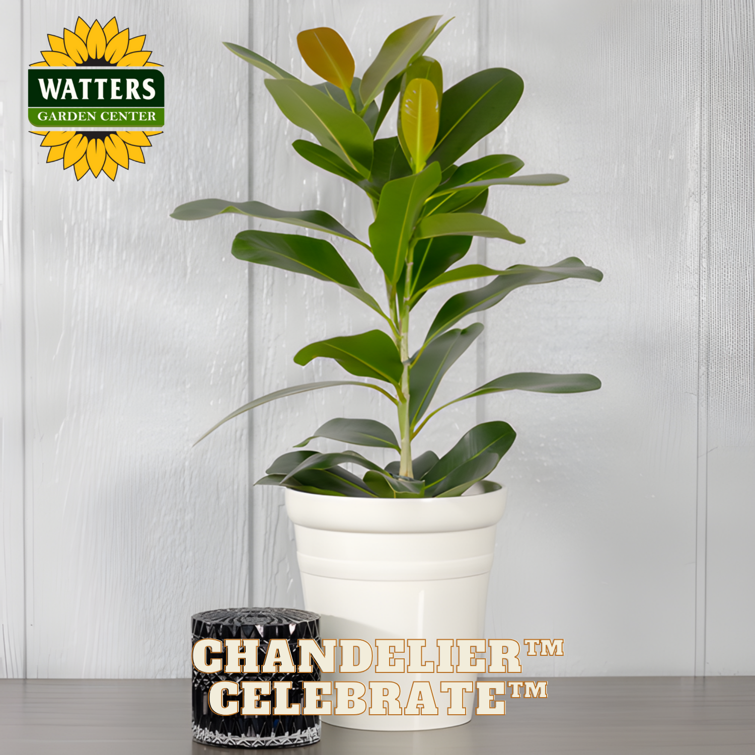 Potted plant with 'Watters Garden Center' logo and 'Chandelier Celebrate' product name on a light wooden background.