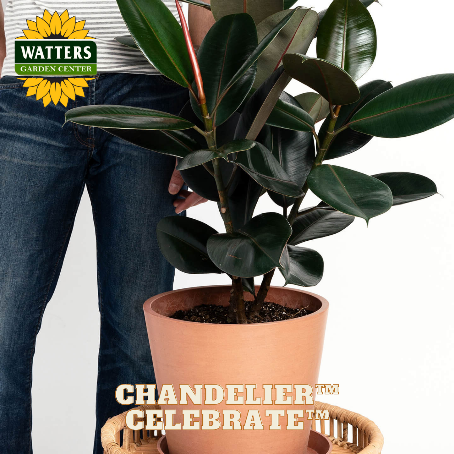 Potted plant with a person holding it, Watters Garden Center logo visible