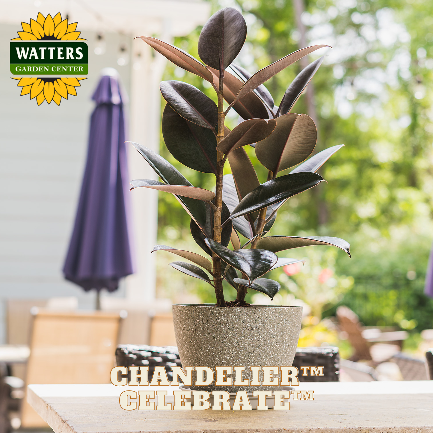 Potted plant on a table with 'Watters Garden Center' logo in the corner