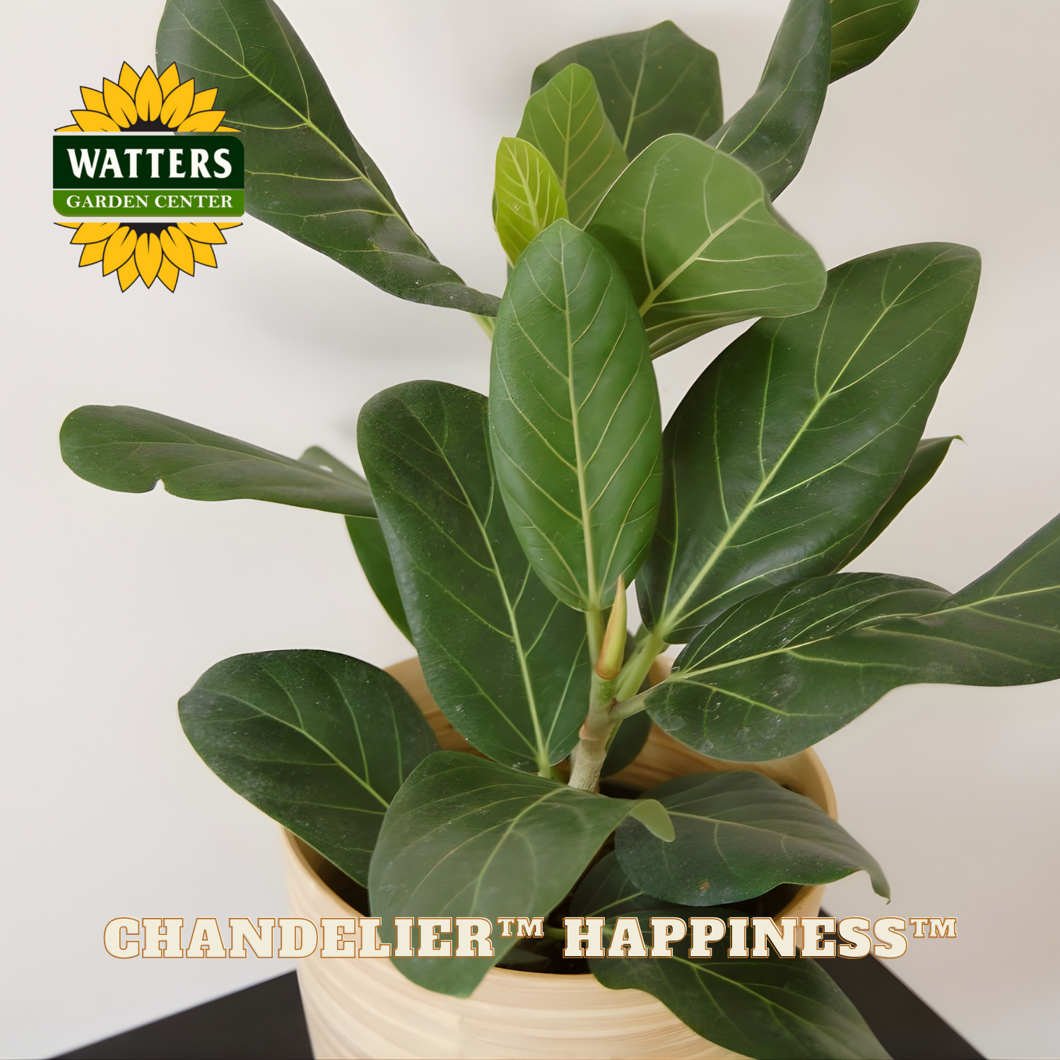 Potted plant with Watters Garden Center branding on a white background