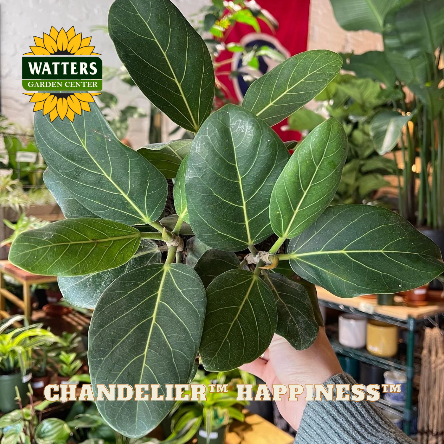 Hand holding a potted plant with Watters Garden Center branding in the background