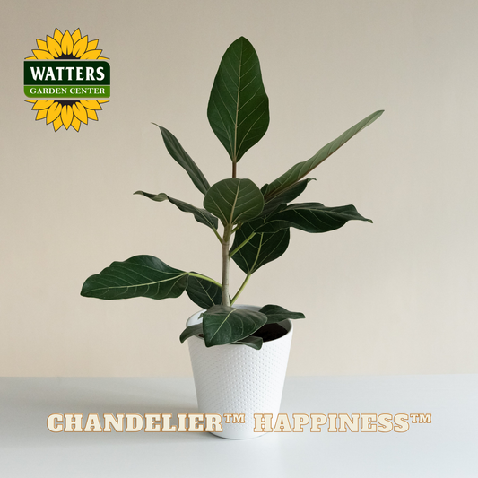 Potted plant with 'Watters Garden Center' logo and 'Chandelier Happiness' text on a beige background