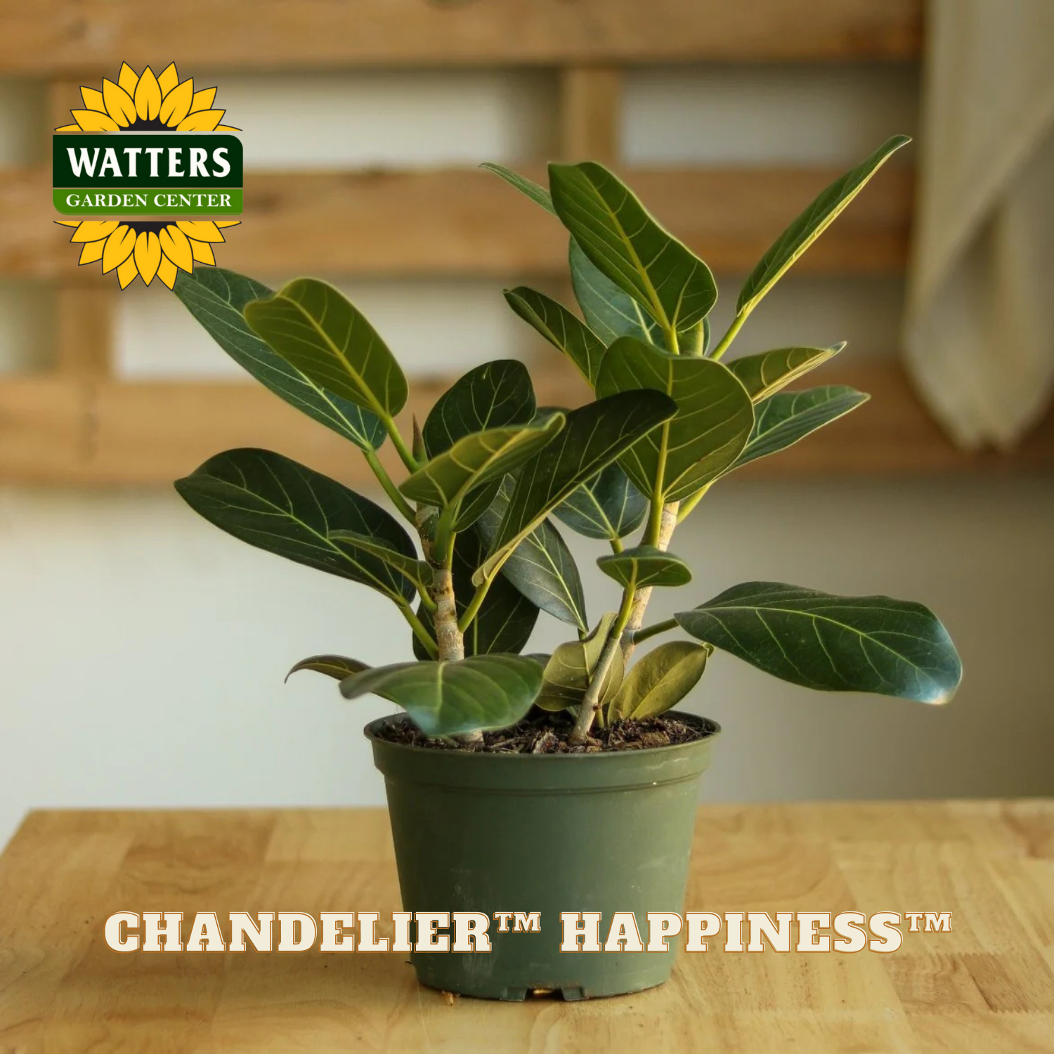 Potted plant on a wooden surface with Watters Garden Center logo and 'Chandelier Happiness' text.