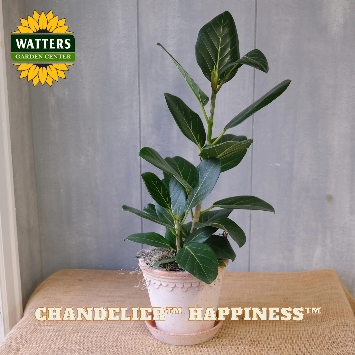 Potted plant on a table with 'Watters Garden Center' logo and 'Chandelier Happiness' text.