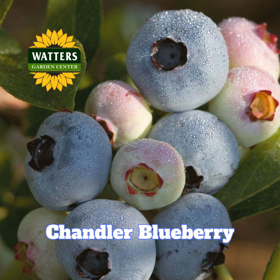 Chandler Highbush Blueberry  - 1 gal 10"