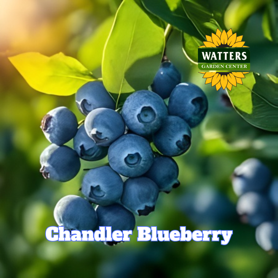 Chandler Highbush Blueberry  - 1 gal 10"