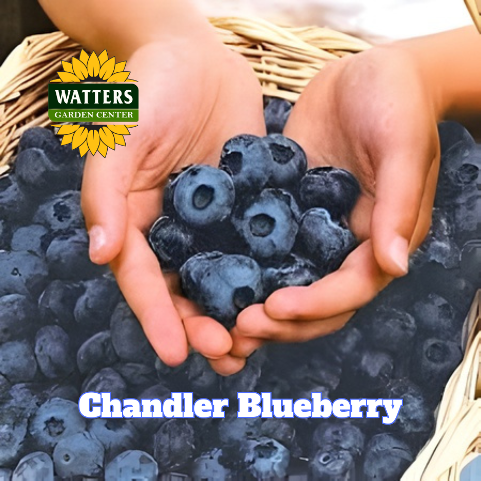Chandler Highbush Blueberry  - 1 gal 10"