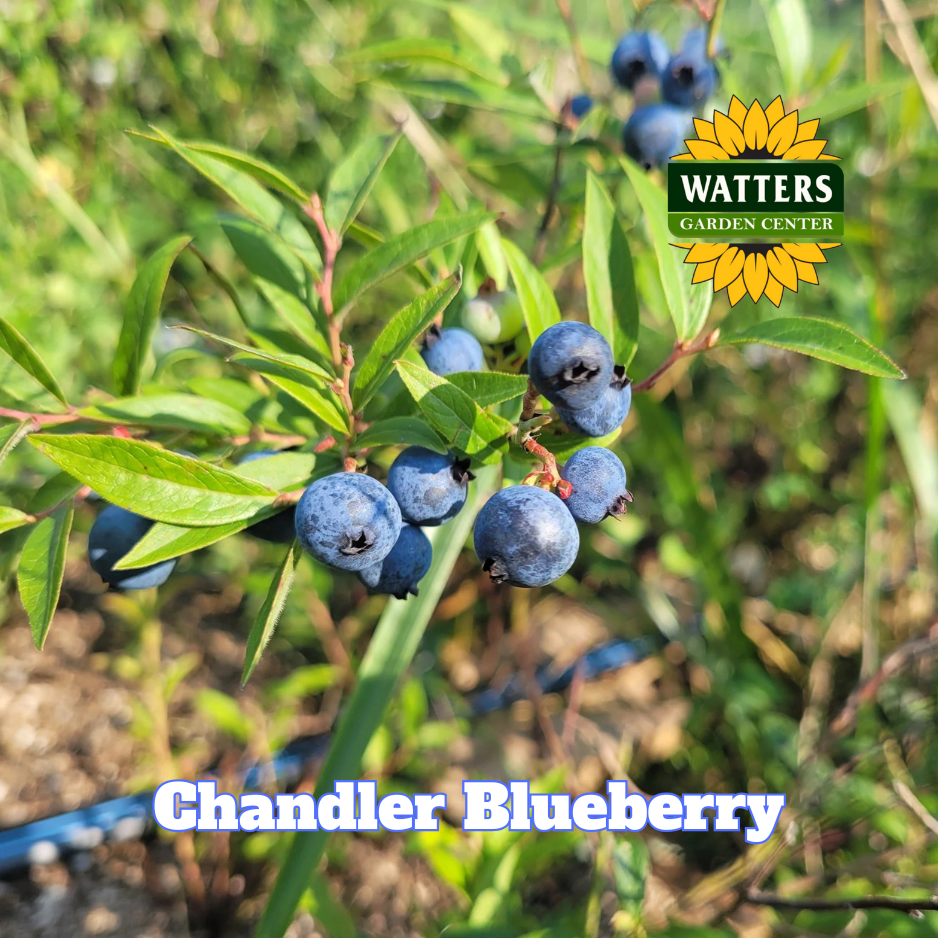 Chandler Highbush Blueberry  - 1 gal 10"
