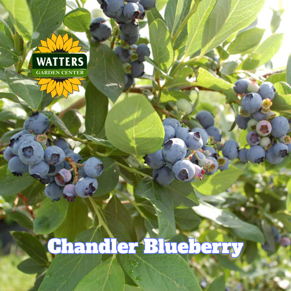 Chandler Highbush Blueberry  - 1 gal 10"